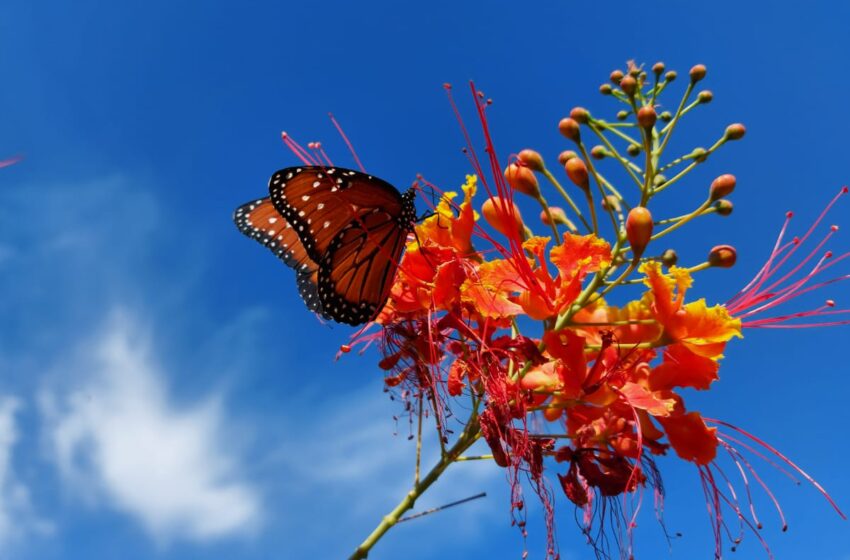  Recomiendan las plantas nativas para aprovechar el agua