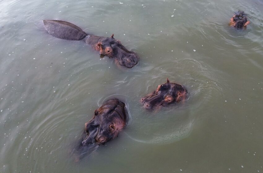  Rescatistas de Ostok afinan estrategia para traslado de hipopótamos en Colombia