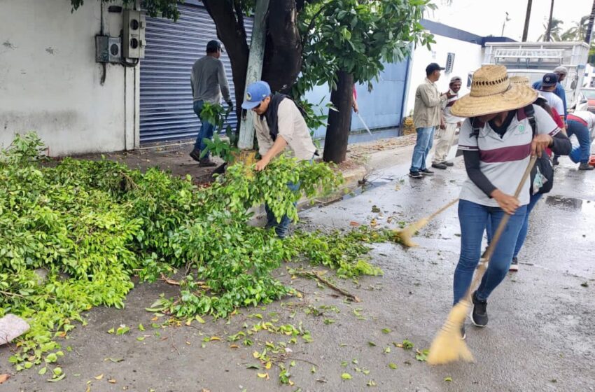  Parques y jardines realizó intensa jornada de retiro de árboles y limpieza en Mazatlán tras lluvias este miércoles