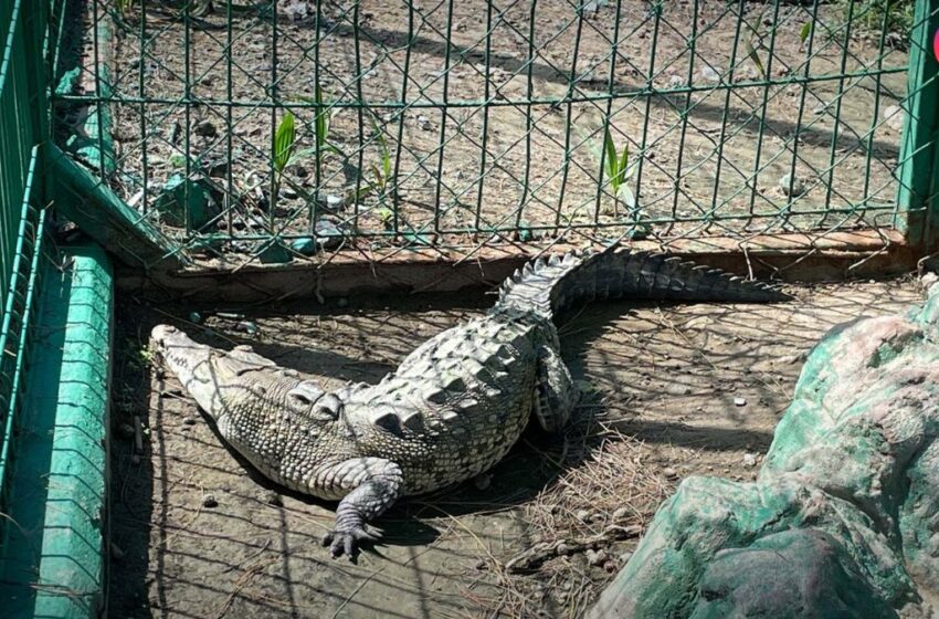  Así funciona el Hospital de la Fauna Silvestre en Gran Acuario Mar de Cortés 