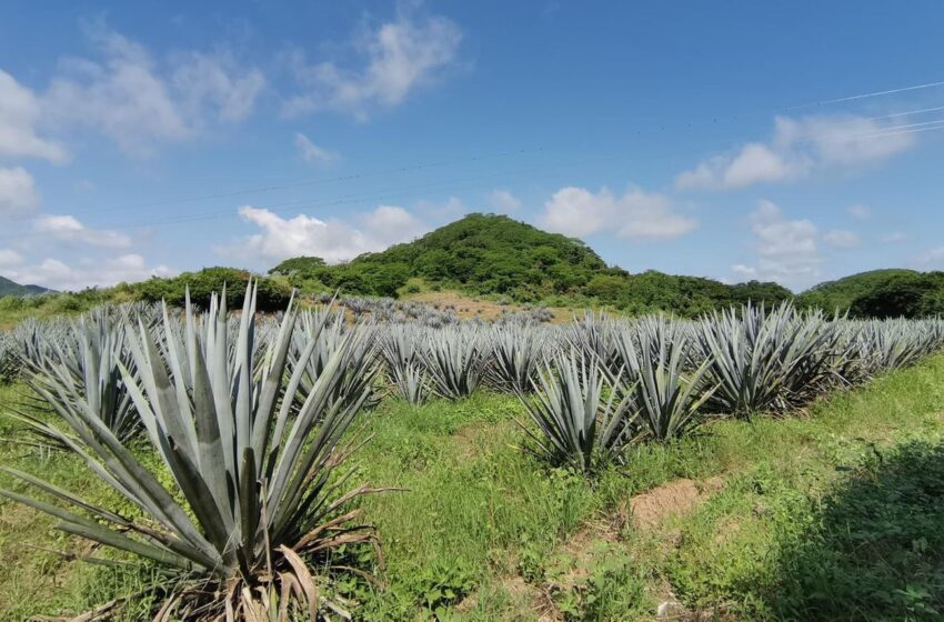  Sinaloa y su mezcal, ¿cómo va? 15 productores están a nada de ser top  