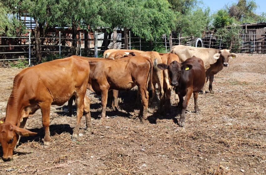  Se cae precio de la vaca; ganaderos la sufren en El Fuerte