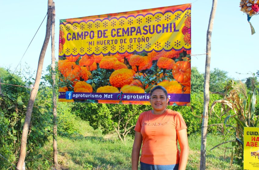  De girasoles a cempasúchiles, agroproyecto que enmarca el Día de Muertos en Palmillas, Mazatlán