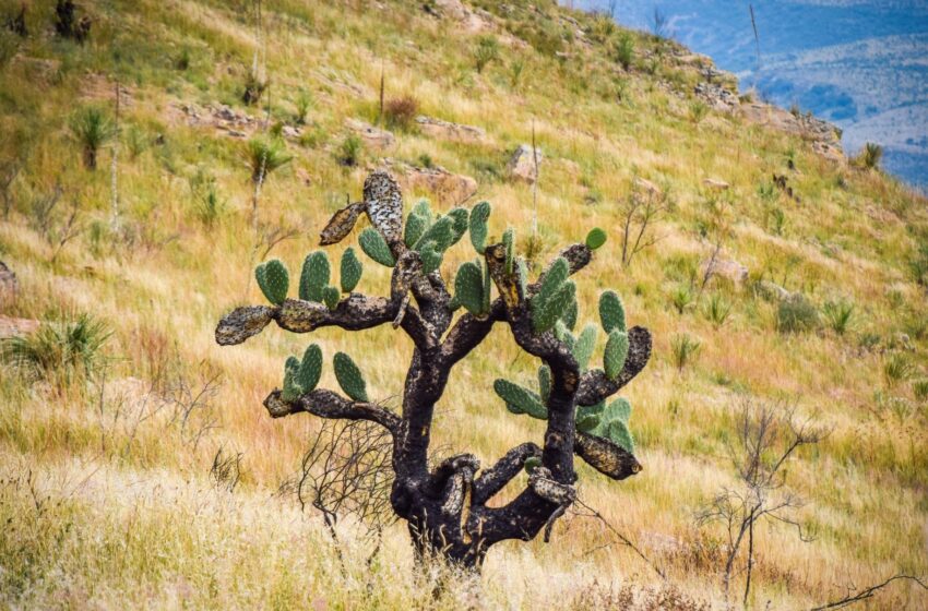  ¿Qué tanto sabes de los ecosistemas de Sinaloa? Atrévete a descubrirlo y sorpréndete