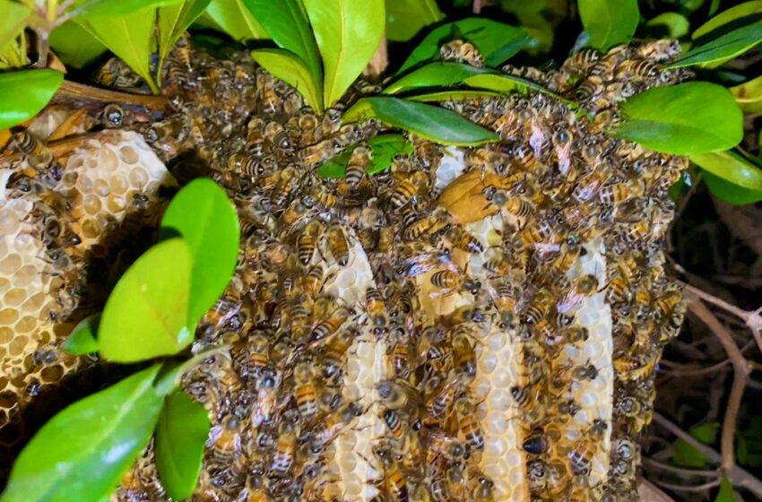  Mazatlán aprueba protocolo para la protección de abejas y avispas