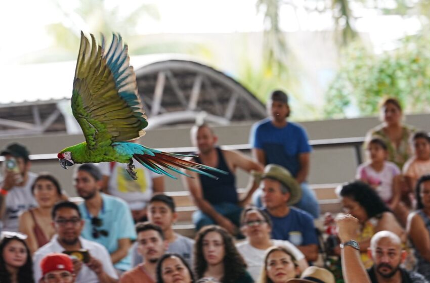  Cientos de personas despidieron el 2023 en el Gran Acuario Mazatlán