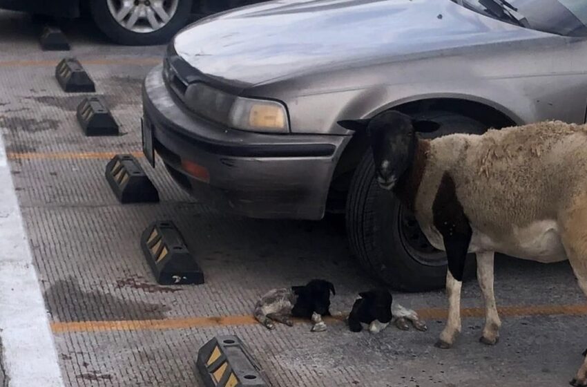  Son siete borregas las que escaparon de corral en Guasave, una de ellas dio a luz afuera de farmacia