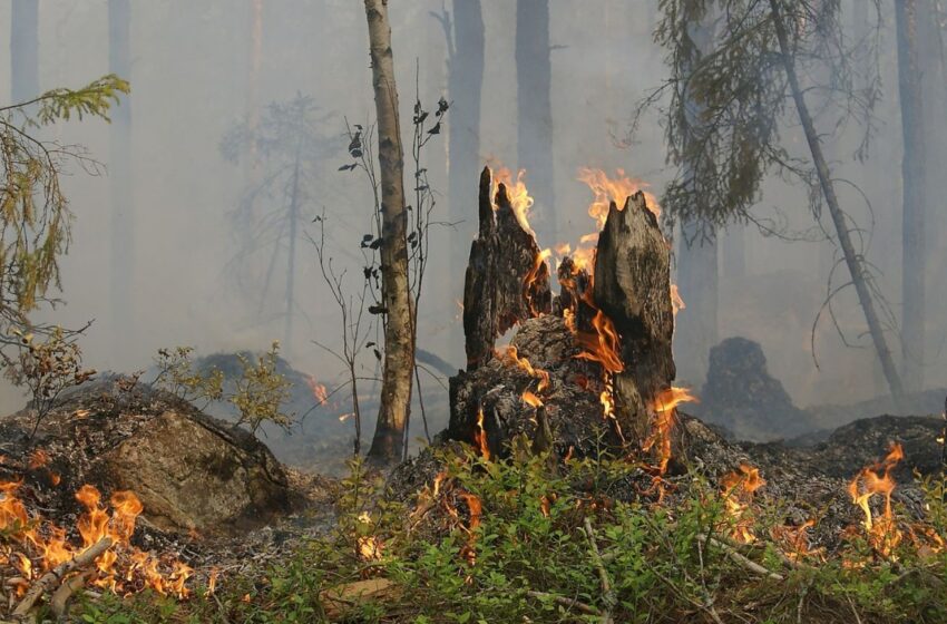  Temporada de incendios forestales ya inició, en Sinaloa van 9