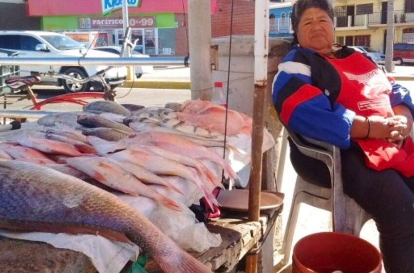  Dorado y curvina mejora pesca en Mazatlán, mientras el camarón decepciona