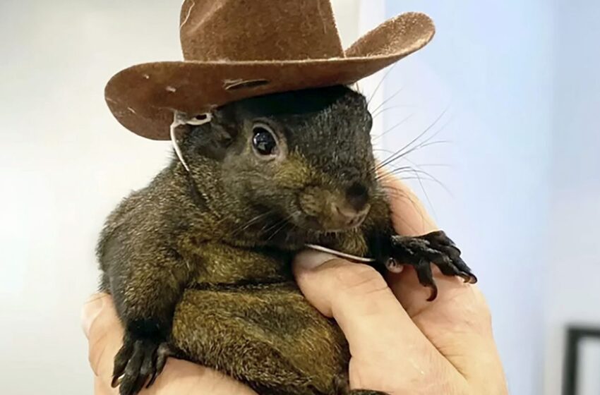  El hombre que acogió a Peanut, la ardilla huérfana, dice que es “surrealista” que las autoridades hayan sacrificado a su mascota