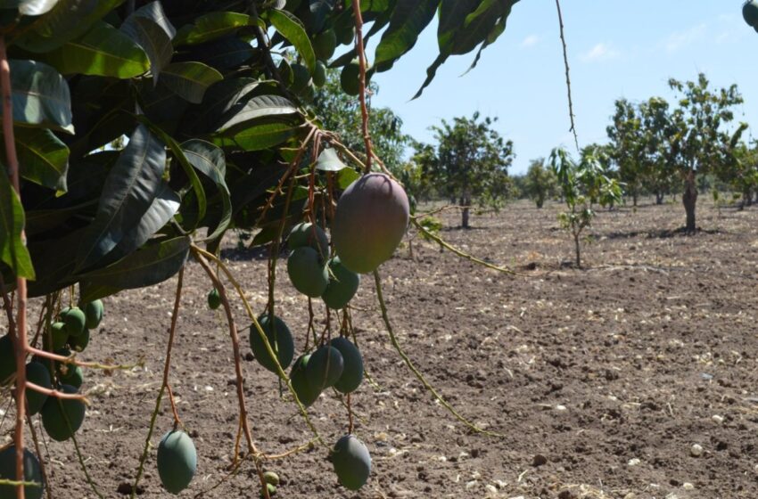  En riesgo floración y cosecha de mango en el 2025, ¿qué se puede hacer’