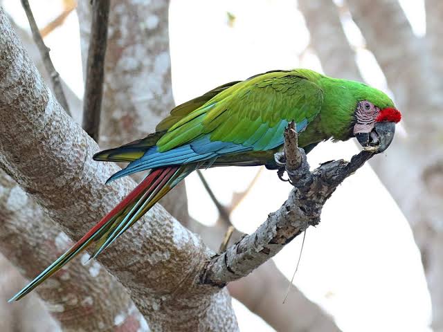  Guacamayas, loros y pericos son las especies que más decomisan las autoridades del sur de Sinaloa: AZCARM