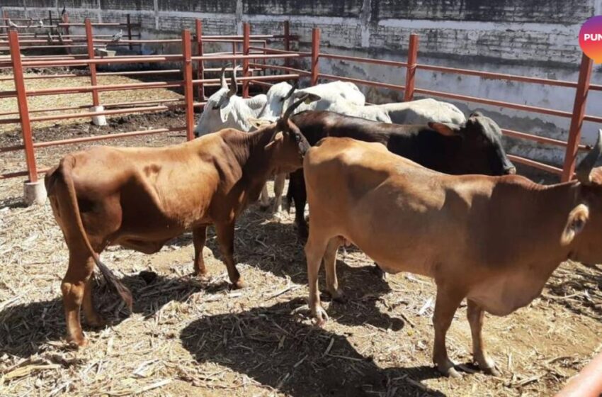  Ganaderos de Mazatlán enfrentan crisis de agua y altos costos  