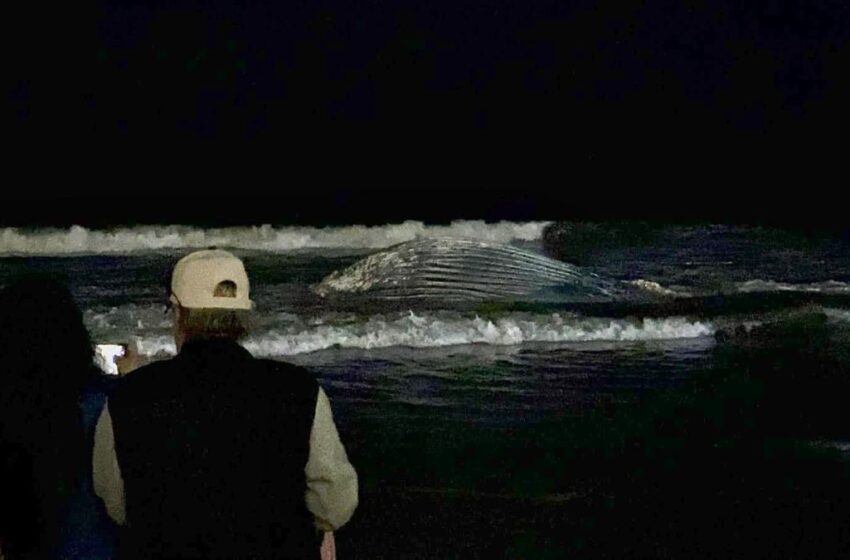  Redes de pesca, contaminación y otros riesgos que enfrentan las ballenas