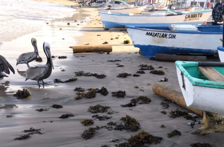  ¿El sargazo en Mazatlán es riesgoso? La OAP lo explica 