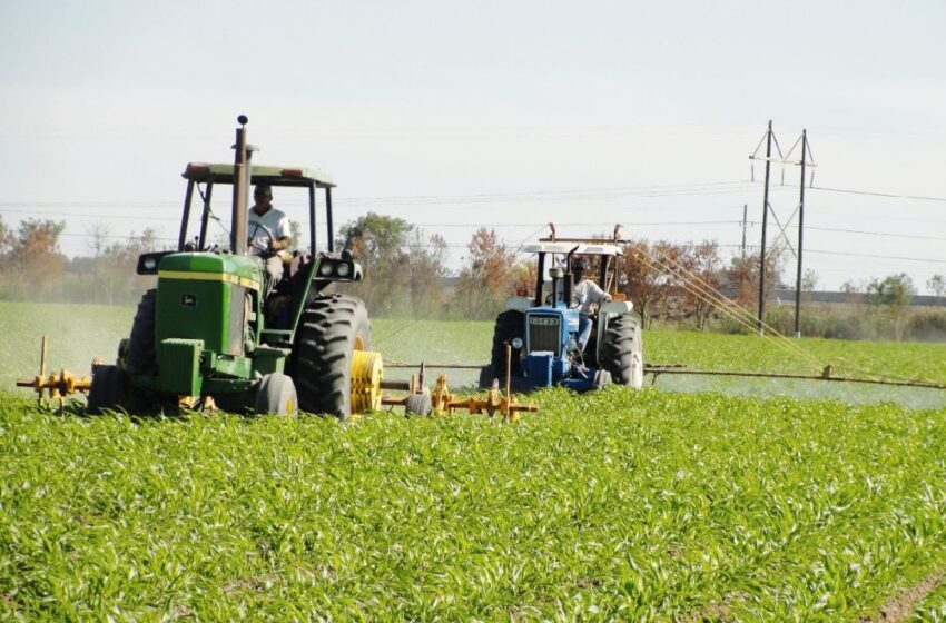  ¿Plagas? No, el precio es el verdadero enemigo del campo