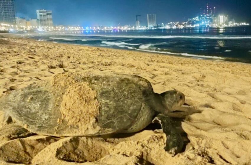  Crece población de tortuga golfina y negra en México, pero faltan laúd y carey