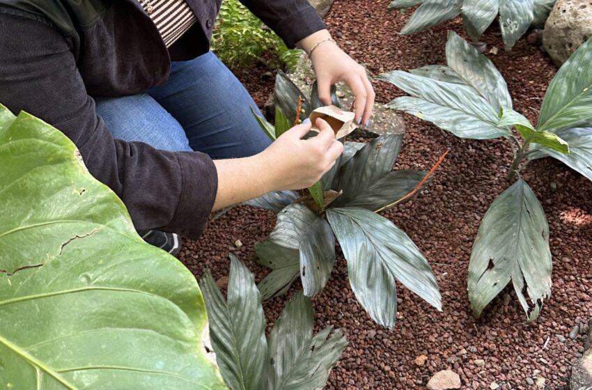  Banco de Germoplasma logra reproducción de 3 especies mexicanas en categoría de riesgo, gracias al apoyo de Botanic Garden Conservation International