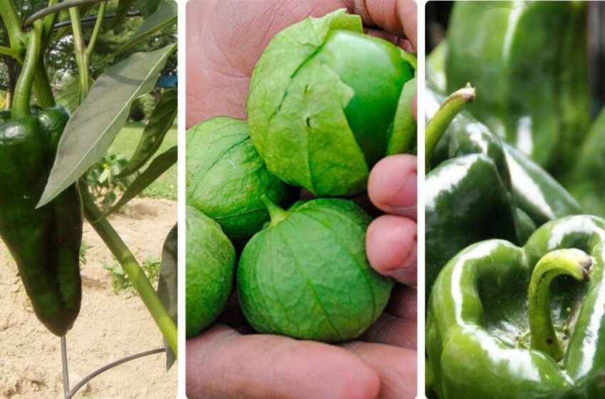 Con buen precio cierran temporada el chile y el tomatillo en Mazatlán