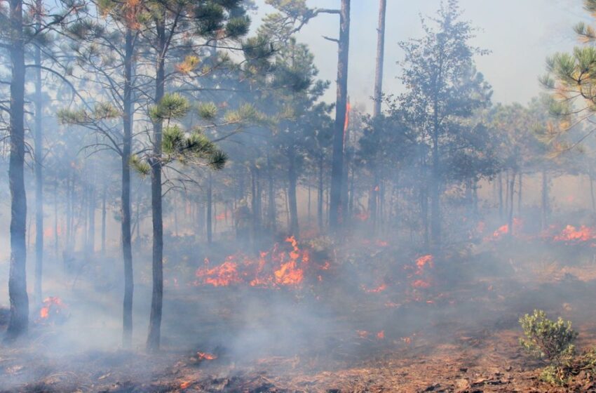  Movilizan a cuerpos de rescate por incendio en la sierra de Mazatlán 