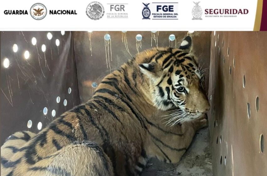 Grupo Interinstitucional asegura 2 tigres de Bengala, explosivos y recupera 3 vehículos con reporte de robo