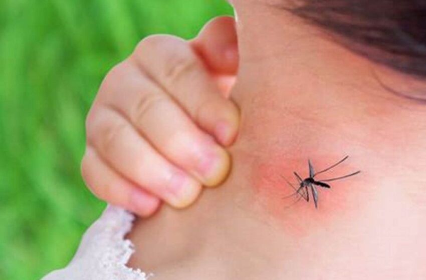  El dengue va al alza en Sinaloa. Es el quinto estado con más casos  