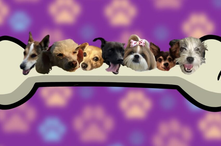 Si sales de vacaciones, pero ¿tu mascota no? sigue estas recomendaciones