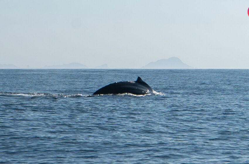 La actual temporada de ballenas ha sido de las mejores en Mazatlán
