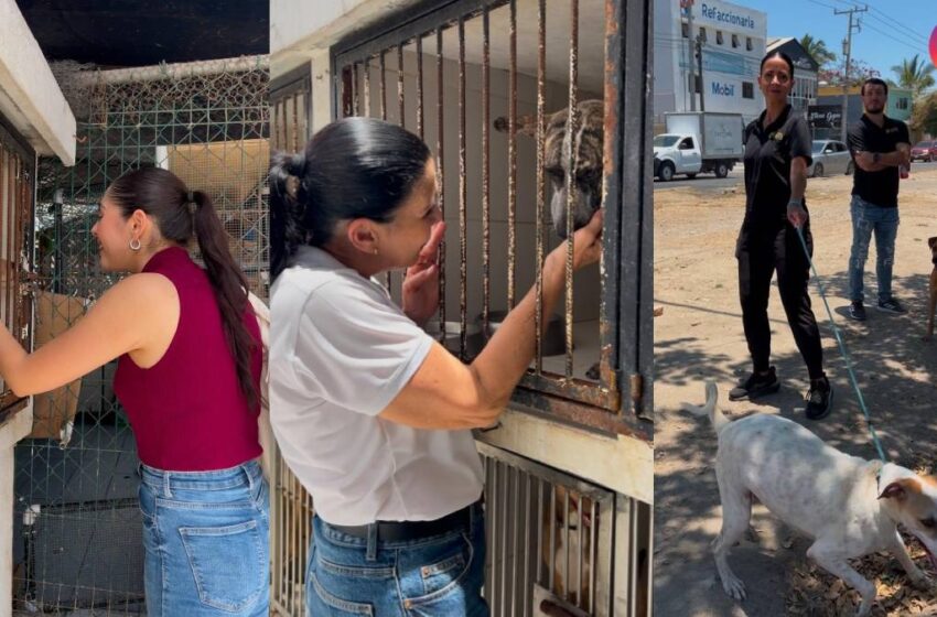 Fundación Grupo ARHE y Coral Rents se unen para promover el bienestar animal